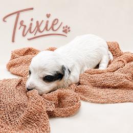 Trixie - Piebald female Dachshund puppy in Waco, Georgia from Huff Family Doxies & Doodles