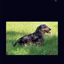 Destiny - Dapple female Dachshund puppy in Randolph, Texas from Spindle's Little Treasures