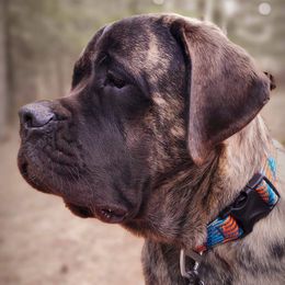 Mastiffs from BFG MASTIFFS