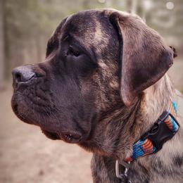 Mastiffs from BFG MASTIFFS