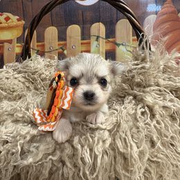 Grace - Black sabled silver female Chihuahua puppy in Gloucester, Virginia from Charlotte's Web of Chihuahuas