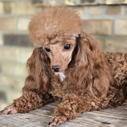 Annie - Poodle