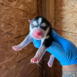 Girl 4 - Black tan and white female Siberian Husky puppy in Uhland, Texas from Siberian Huskies