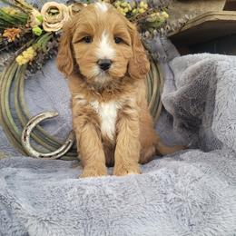 Country Morning Savvy - Red female Australian Labradoodle puppy in Aumsville, Oregon from Country Morning Labradoodles