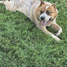 Tigger - Australian Cattle Dog
