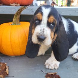 Wilson - Basset Hound