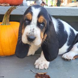 Wilson - Basset Hound