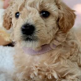 Poodles from His and Hers Poodles and Doodles