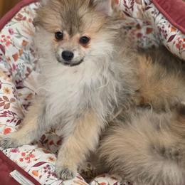 Tommy - Cream sable male Pomeranian puppy in El Centro, California from BabyBooPoms