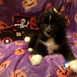 Australian Shepherd and Collie Puppies from Nicara kennel