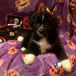 Australian Shepherd and Collie Puppies from Nicara kennel