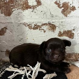 James - Chocolate male Chihuahua puppy in Tyner, North Carolina from Hawk's Eye Homestead