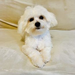 Swayze - White male Companion Cross puppy in Morehead, Kentucky from Paw Perfect Pets