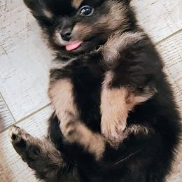 Pomeranian Puppies from Mayhew's Pomeranian Pups