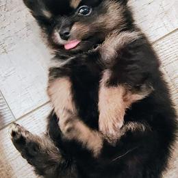 Pomeranian Puppies from Mayhew's Pomeranian Pups