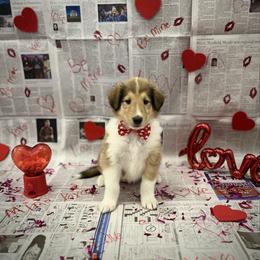 Steve - Sable male Collie puppy in Chilhowie, Virginia from Jolly Collies