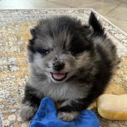 Bandit - Blue merle male Pomeranian puppy in Raymondville, Missouri from Pampered Pomskies