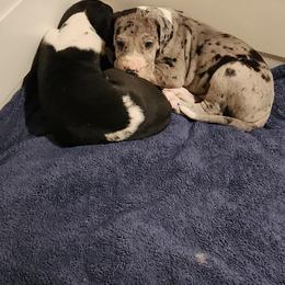 Merle mantle male - Merle male Great Dane puppy in Gig Harbor, Washington from Lakaya Danes