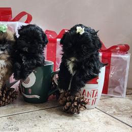 Shih Tzu puppies from Shih-tzu Queen