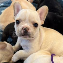 Mr Green - Cream male French Bulldog puppy in Clinton, Tennessee from Summer Rose