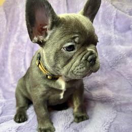 Brownie - Blue female French Bulldog puppy in Miami, Florida from Kehaulani's French Bulldogs
