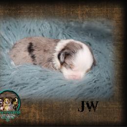JW - Blue merle male Toy Australian Shepherd puppy in Anson, Texas from Diamond Bar N Ranch