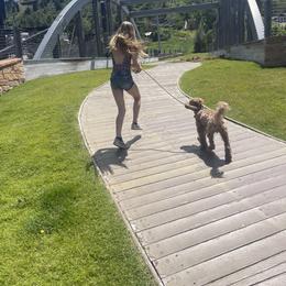 Australian Labradoodle Puppies from Cedar Creek Labradoodles