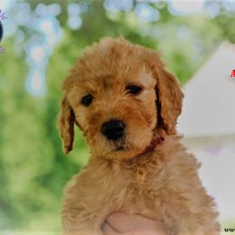Iris - Apricot Goldendoodle puppy in Greer, South Carolina from South Paw Doodles