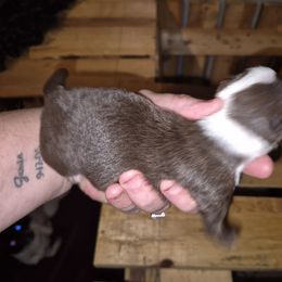 Girl 1 - Fawn female Chihuahua puppy in Trout, Louisiana from Magnolia Farm's LLC