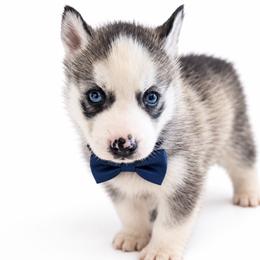 Glacier - Gray and white male Siberian Husky puppy in Elmwood Park, Illinois from Goldens&MiniAussiesWithFinesse