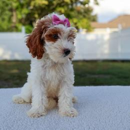 Dolly - Parti female Goldendoodle puppy in Apopka, Florida from Rae Precious Puppies