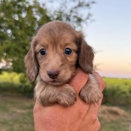 Boy 1 - Brindle male Dachshund puppy in Krum, Texas from AG Dachshunds
