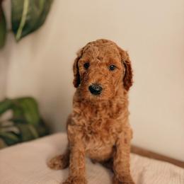 Jackson - Apricot male Goldendoodle puppy in Yukon, Oklahoma from Bows and Ties Doodles, LLC