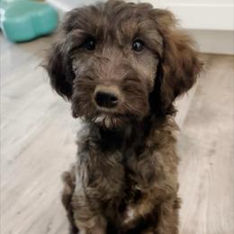 Sienna - Chocolate female Goldendoodle puppy in Pasco, Washington from Camp Doodle Woods