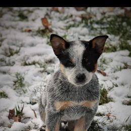"Rip" Australian Cattle Dog Puppies from LoveAHeeler