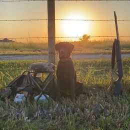 Dilute Retriever and Labrador Retriever Puppies from CKB Labradors