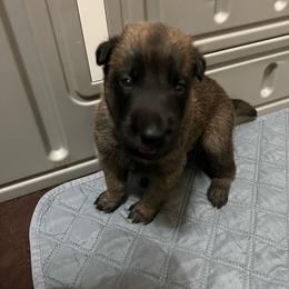 Puppy 5 - Red sable female Belgian Malinois puppy in Henrico, Virginia from MonStar Malinois