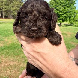 Dahlia with training - Brown female Cockapoo puppy in Boonville, North Carolina from Doods & Dolls
