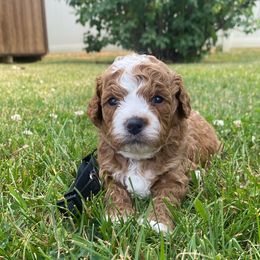 Assorted Doodle Crosses, Bernedoodles, Cavachons, Goldendoodles, and Spanish Water Dogs from PitterPatterPuppiesNJ