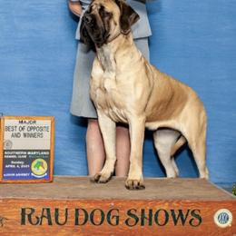 Mastiffs from Epiphany Mastiffs