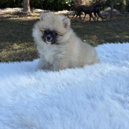 Cici - Orange female Pomeranian puppy in Naples, Florida from Puppies Forever 💙❤️🐶