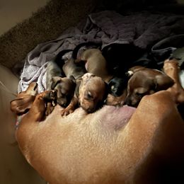 Dachshund Puppies from Angela's Dachshunds