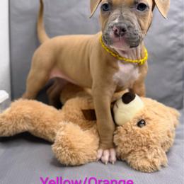 Orange And yellow Collar Female - Blue fawn female American Pit Bull Terrier puppy in Pensacola, Florida from Alpha Alliance Kennels