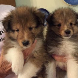Shetland Sheepdog Puppies from Canidae Shelties
