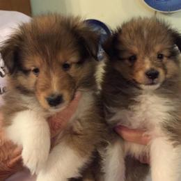 Shetland Sheepdog Puppies from Canidae Shelties