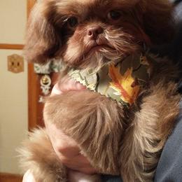 Shih Tzu Puppies from Pams precious shih tzus