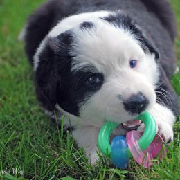 English Shepherd Puppies from Shepherd's Way