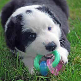 English Shepherd Puppies from Shepherd's Way