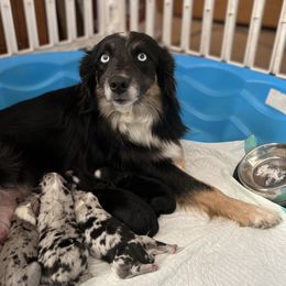 Nova - Miniature Australian Shepherd