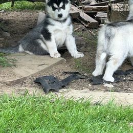 Siberian Husky Puppies from Valerie Schmaltz